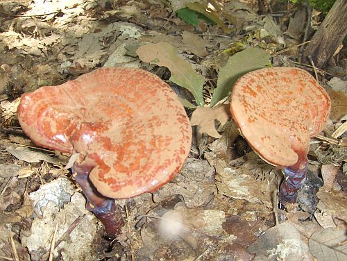 reishi 1 small.jpg
